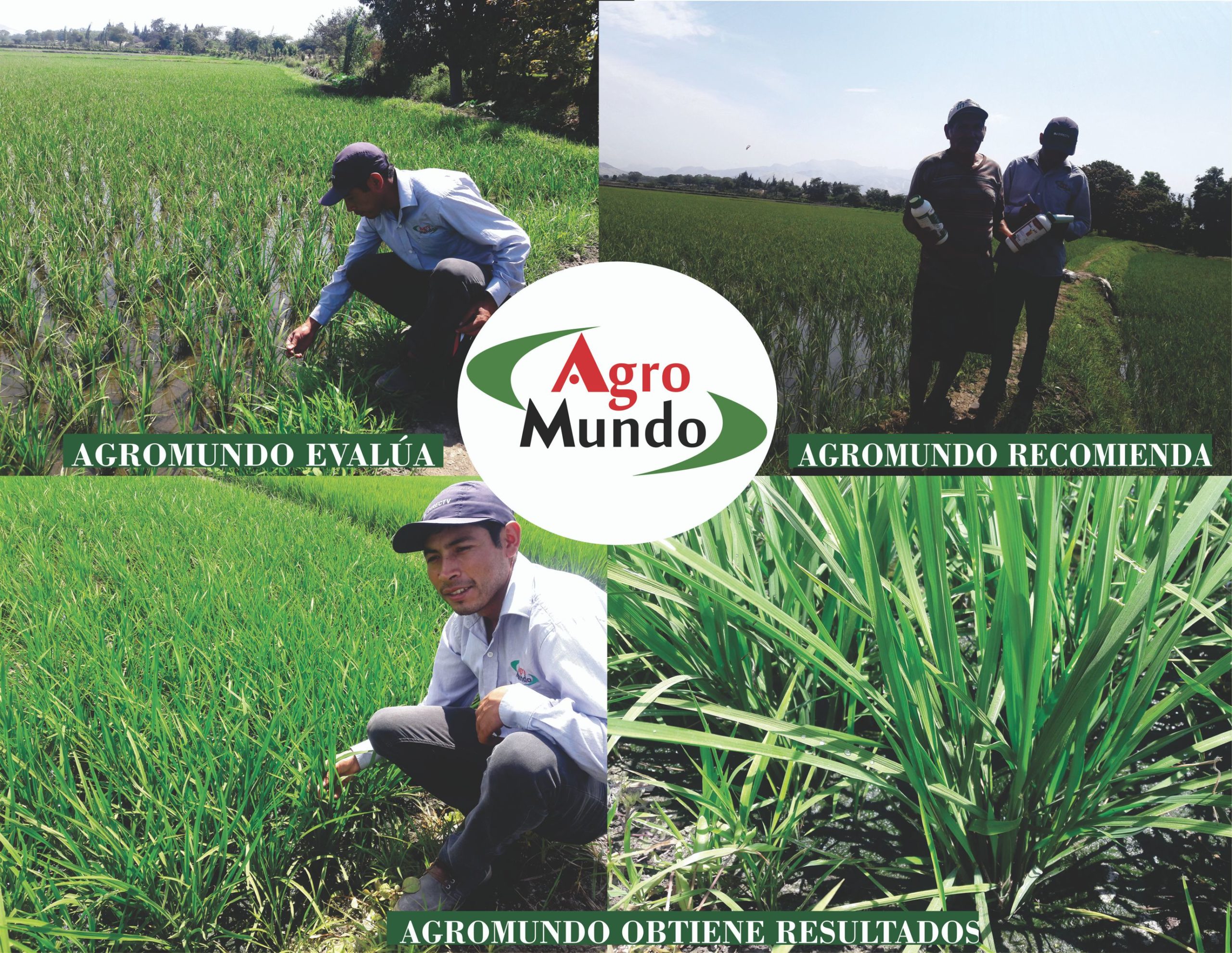 agromundosac-asesoria tecnica